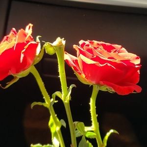 Meet your Posher, Sloane